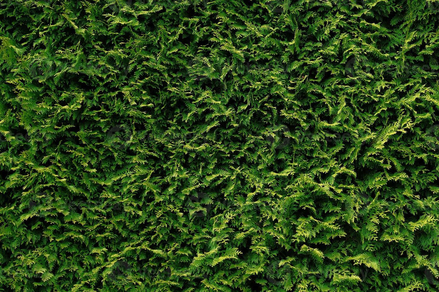 Green Thuja Plicata Hedge Shrubs Background