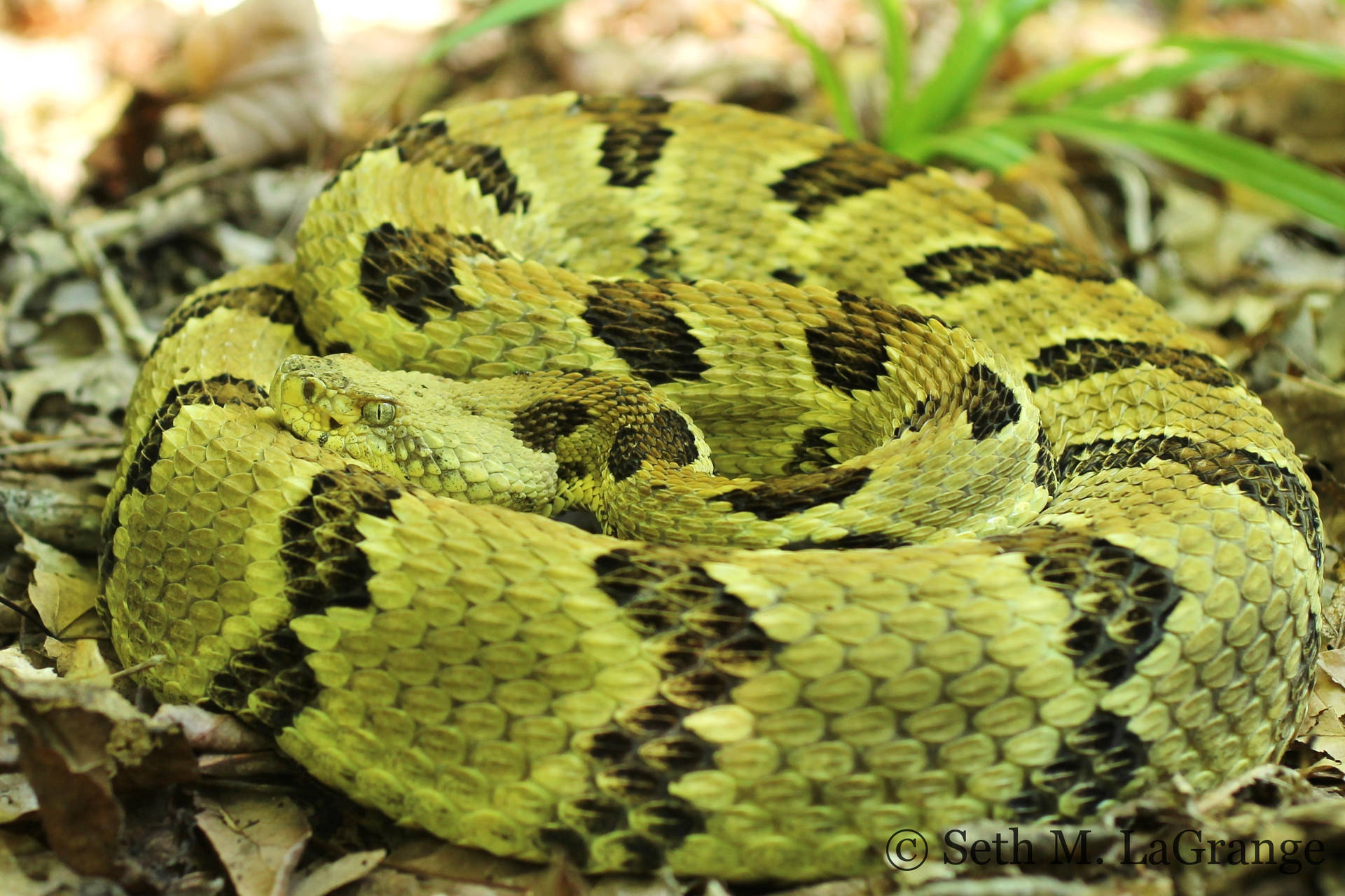 Green Timber Rattler Snake Background