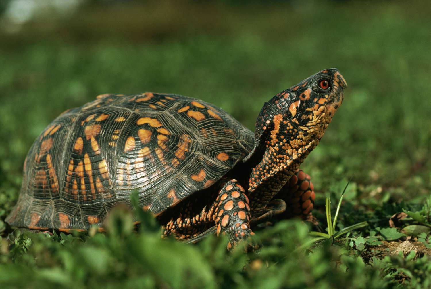 Green Tortoise Blending With The Grassy Surroundings Background