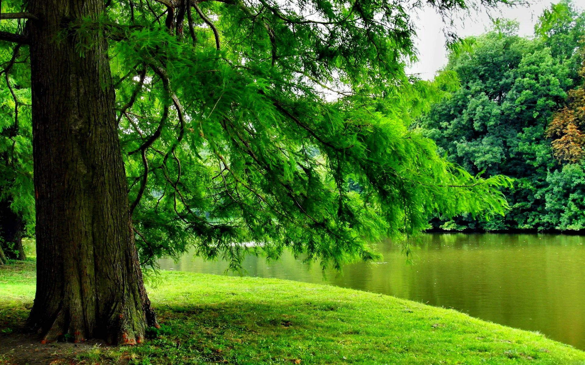 Green Tree By The River Background