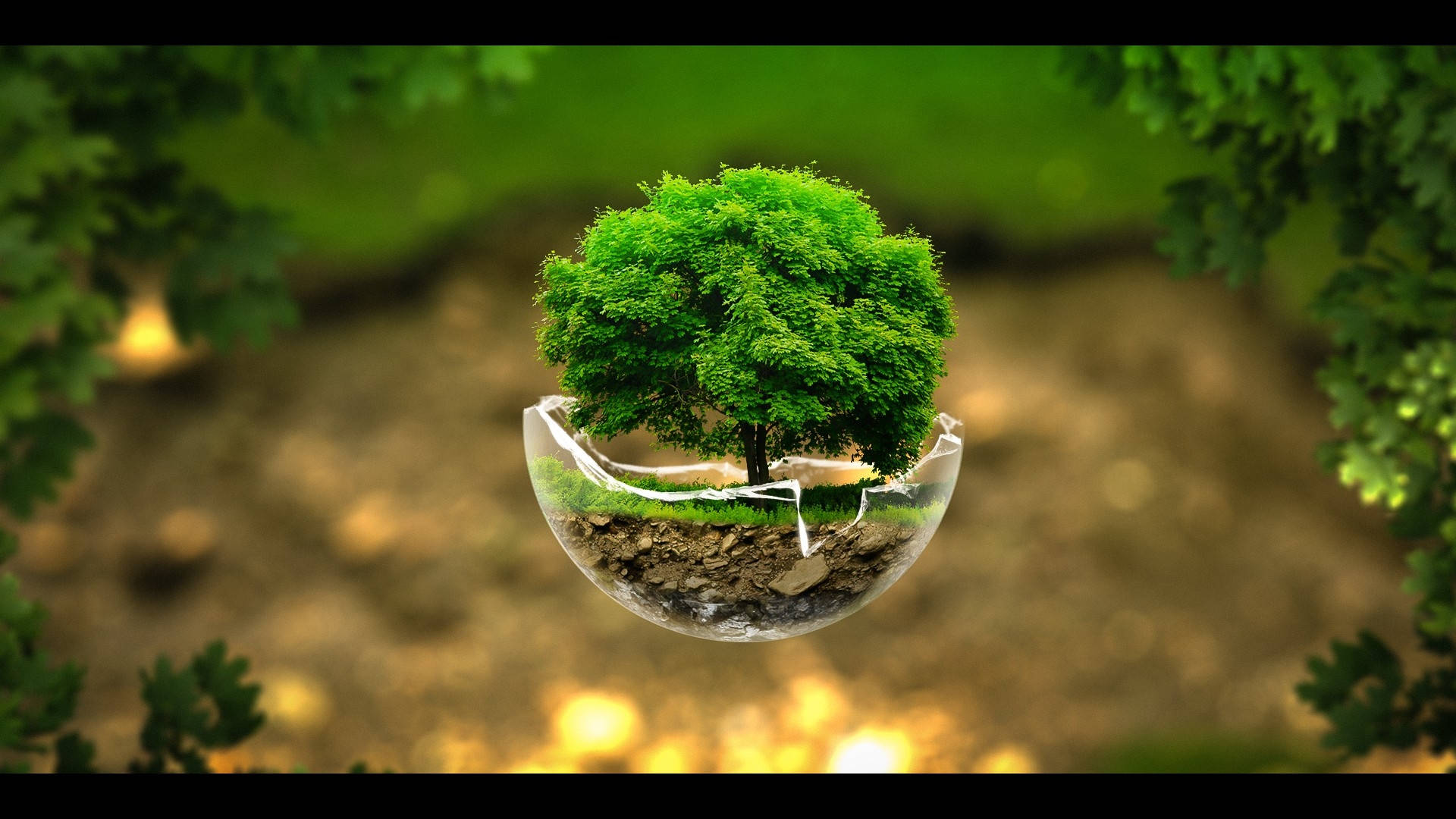 Green Tree On Bowl Background