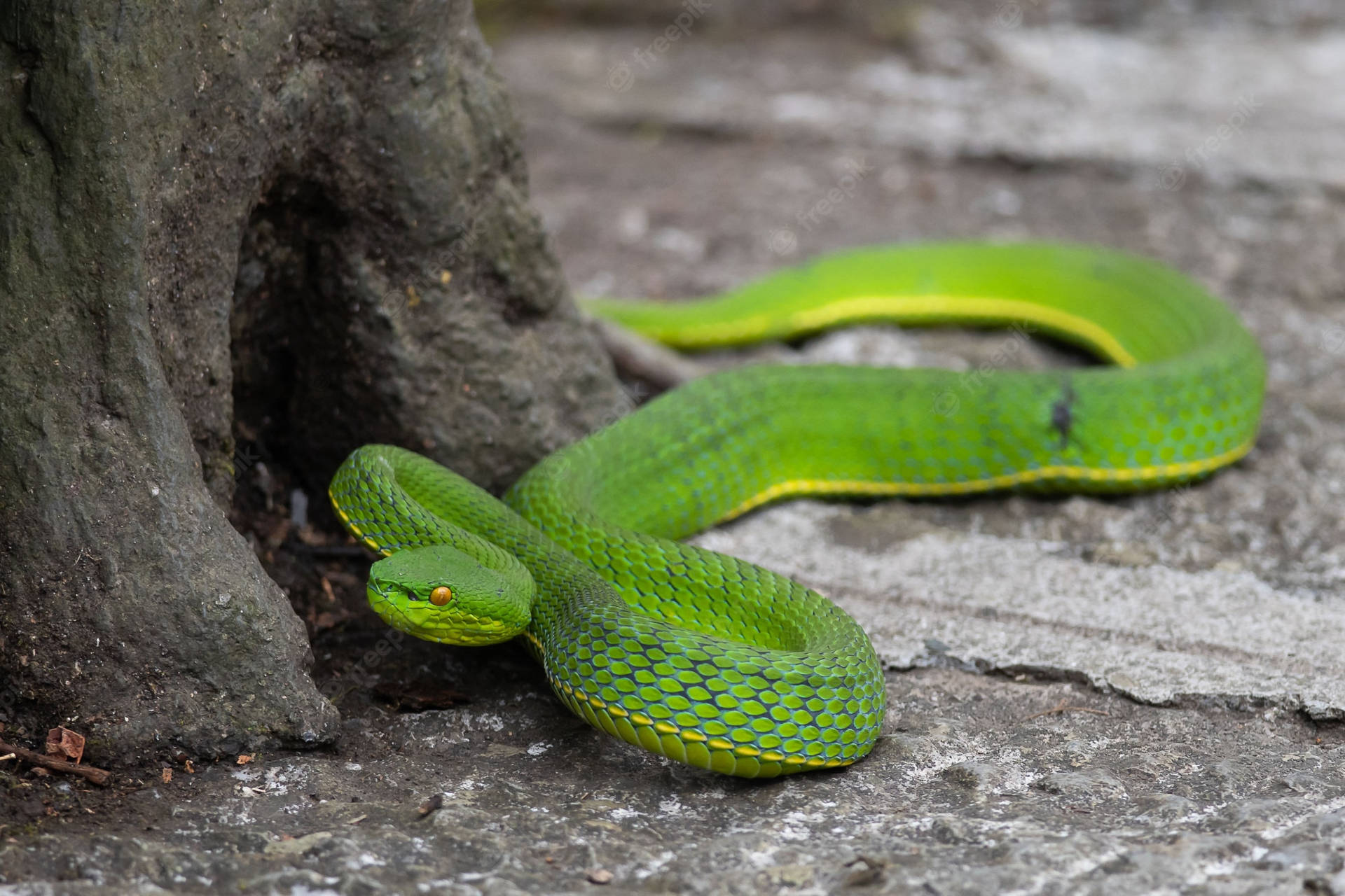 Green Tree Pit Mountain Viper Background