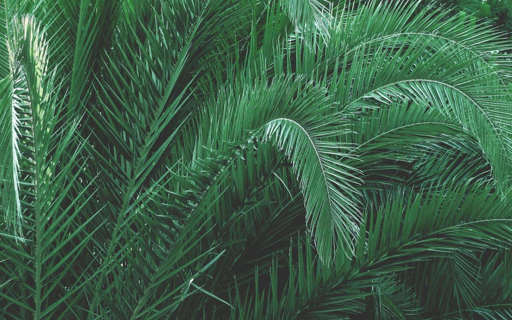 Green Tree Plant Aesthetic
