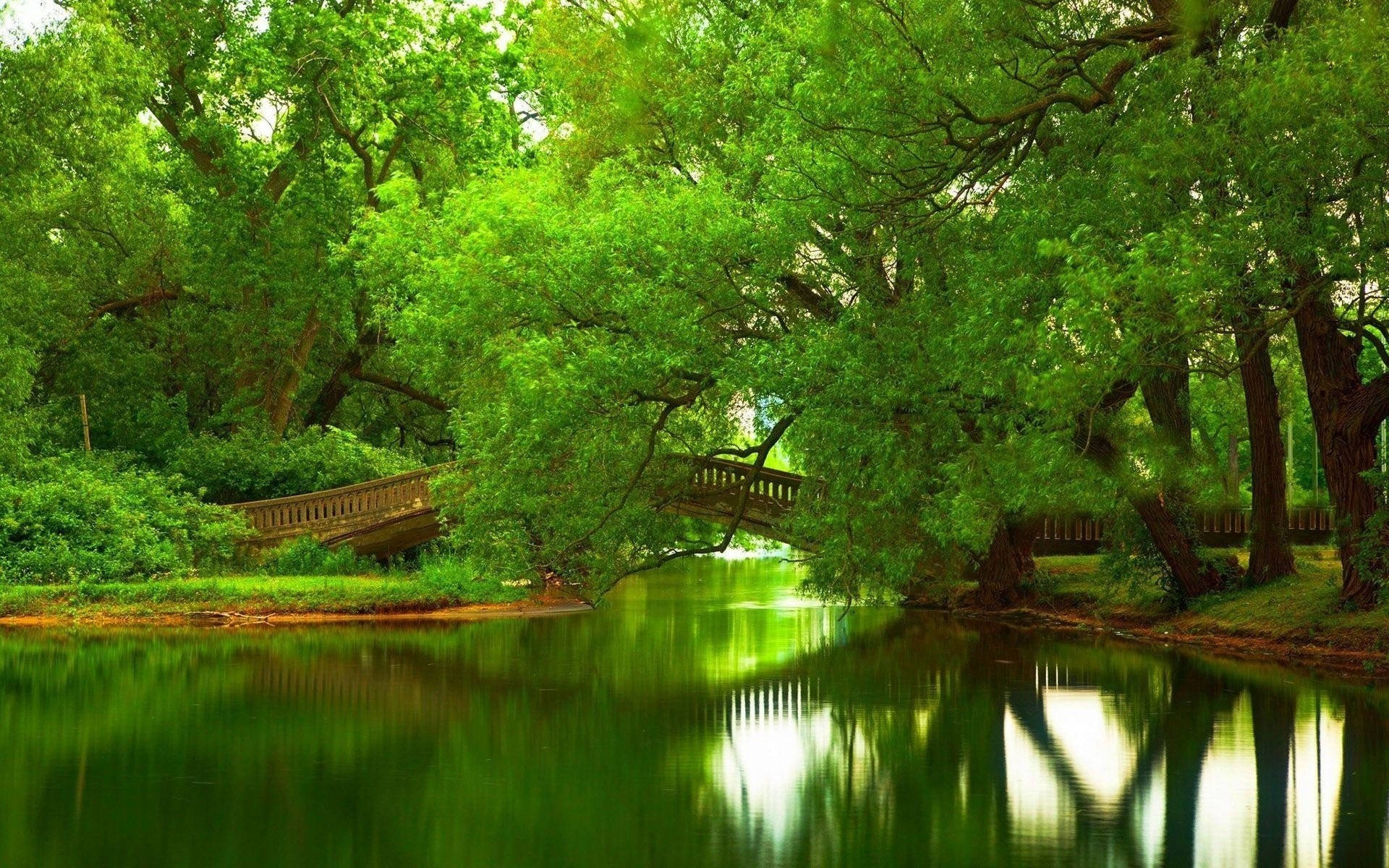 Green Trees By The Pond Background