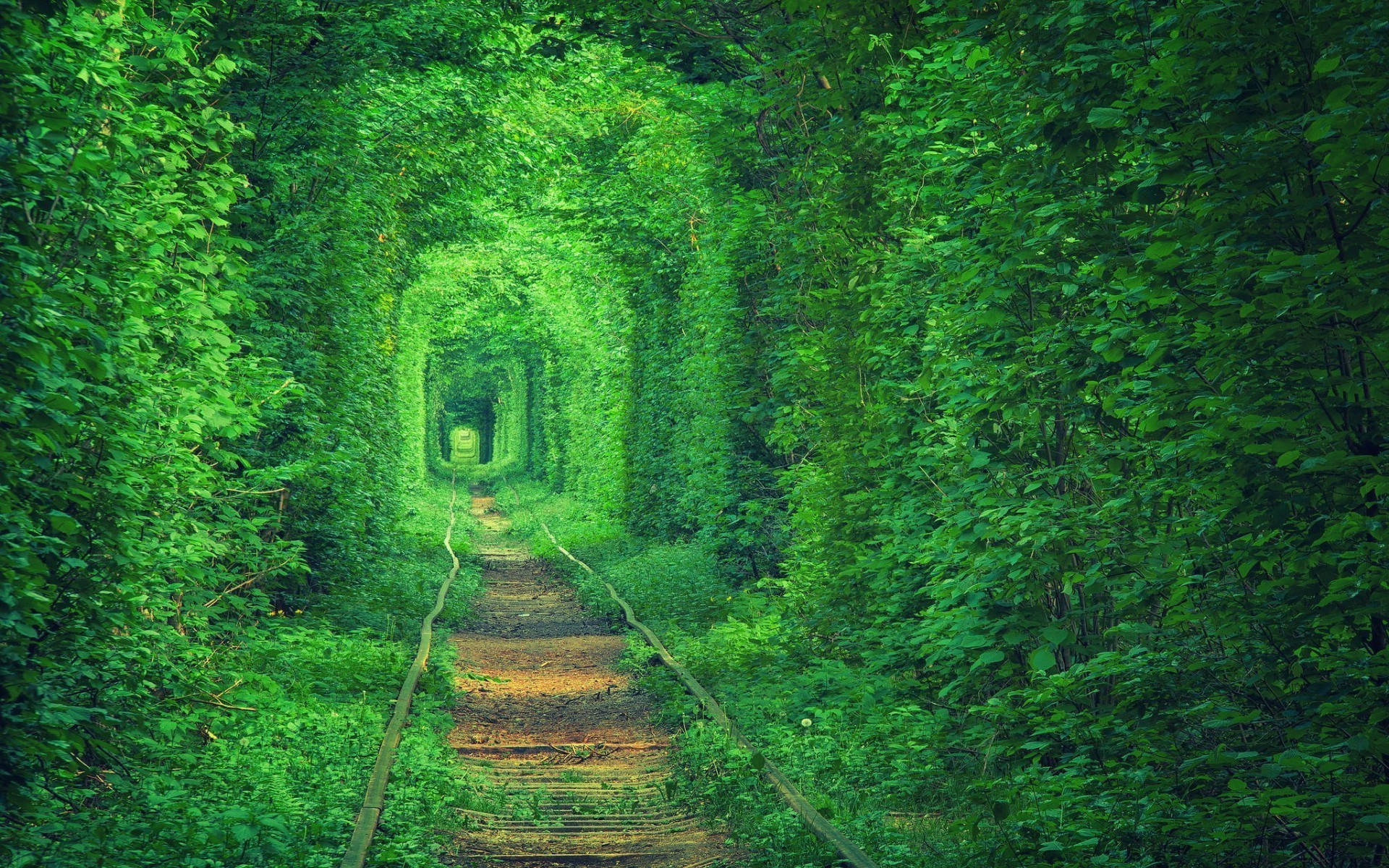 Green Trees By The Railway