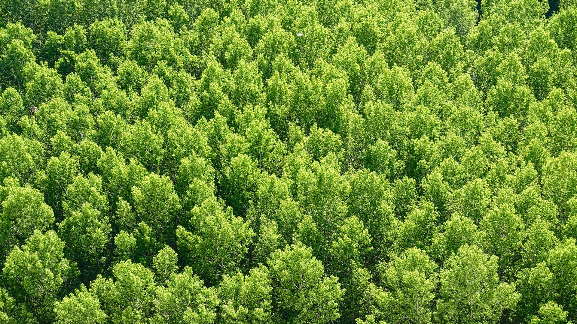 Green Trees Forest View Background