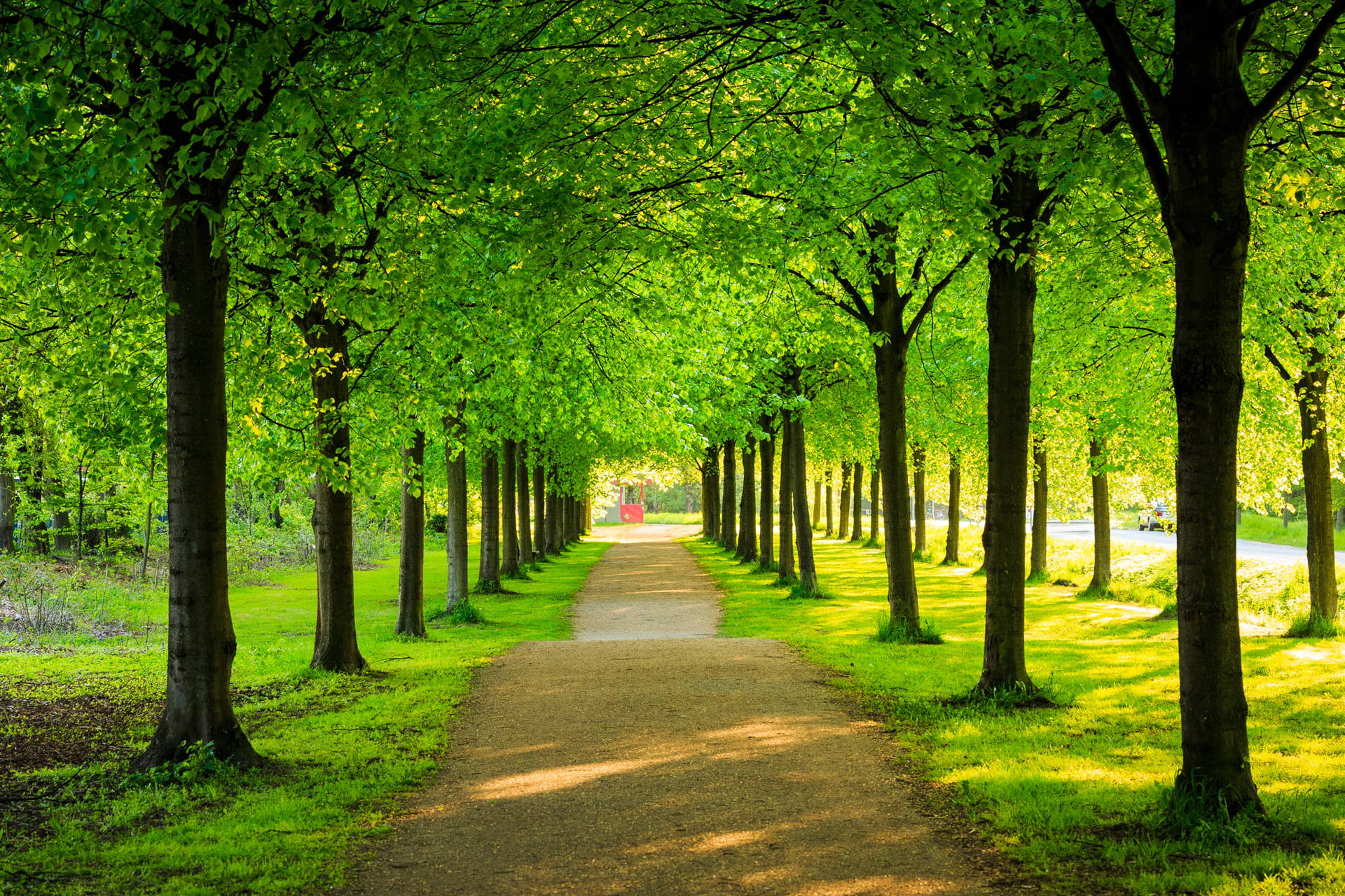 Green Trees In Line Background