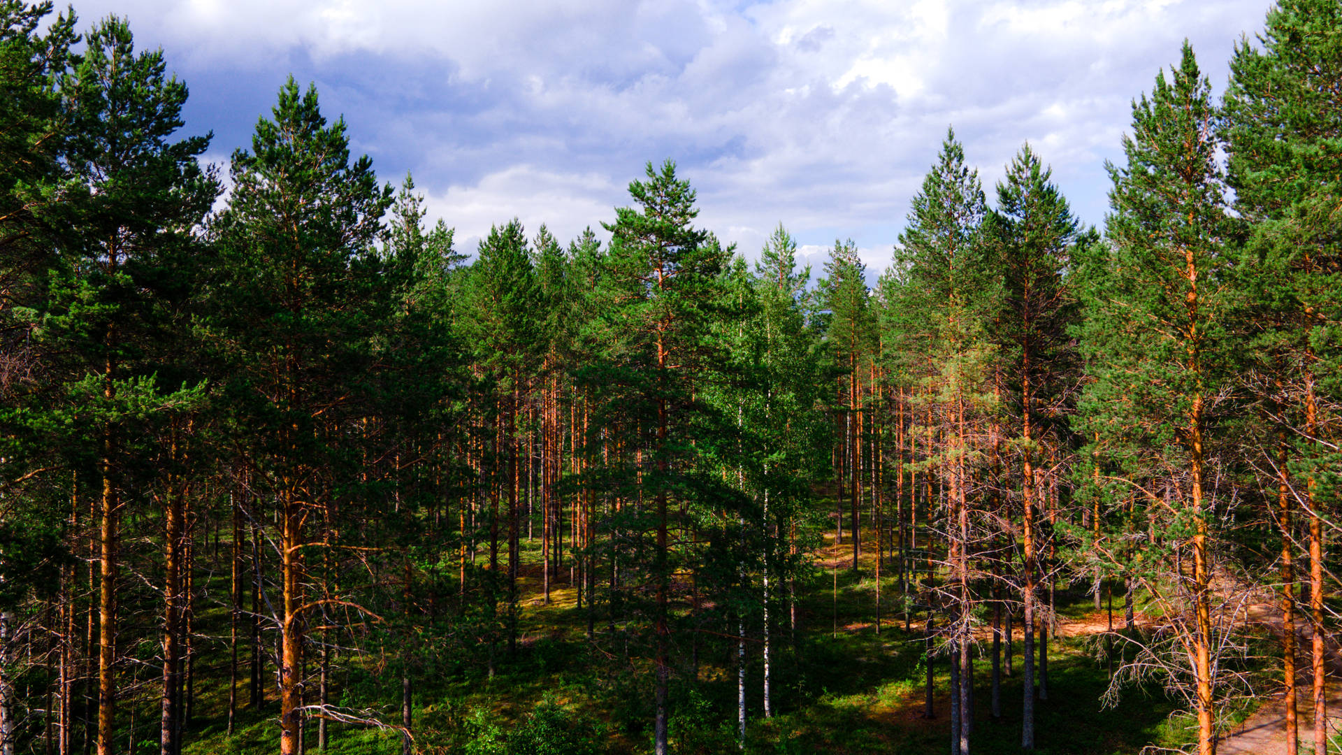 Green Trees In Nordic Forest Background