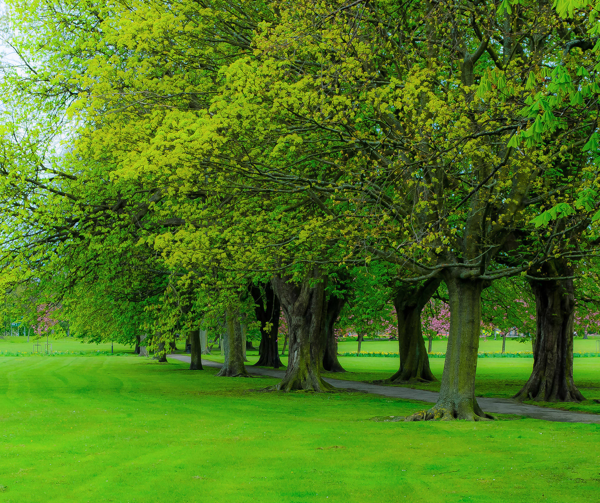 Green Trees In The Park