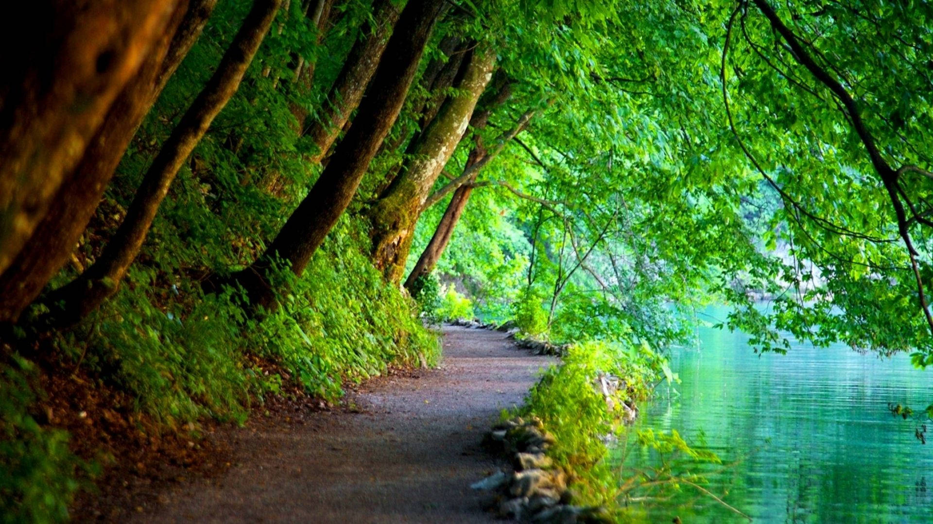 Green Trees On Pathway Nature Background