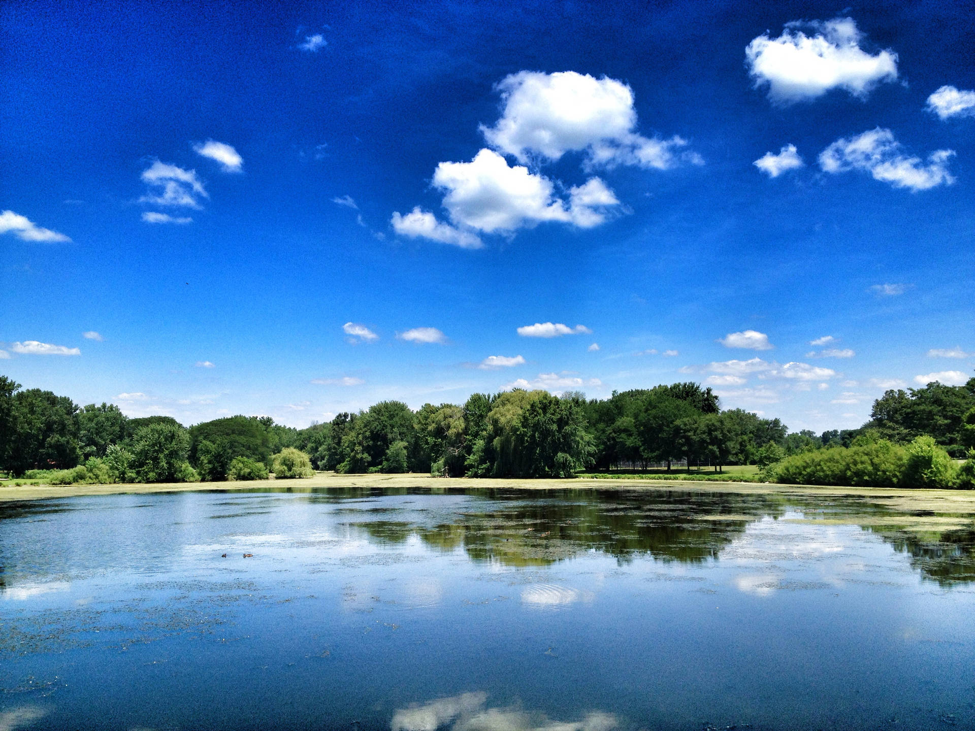 Green Trees On The Riverside Background