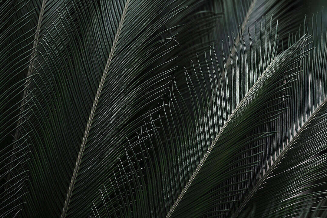 Green Tropical Leaves 1080p Hd Desktop Background