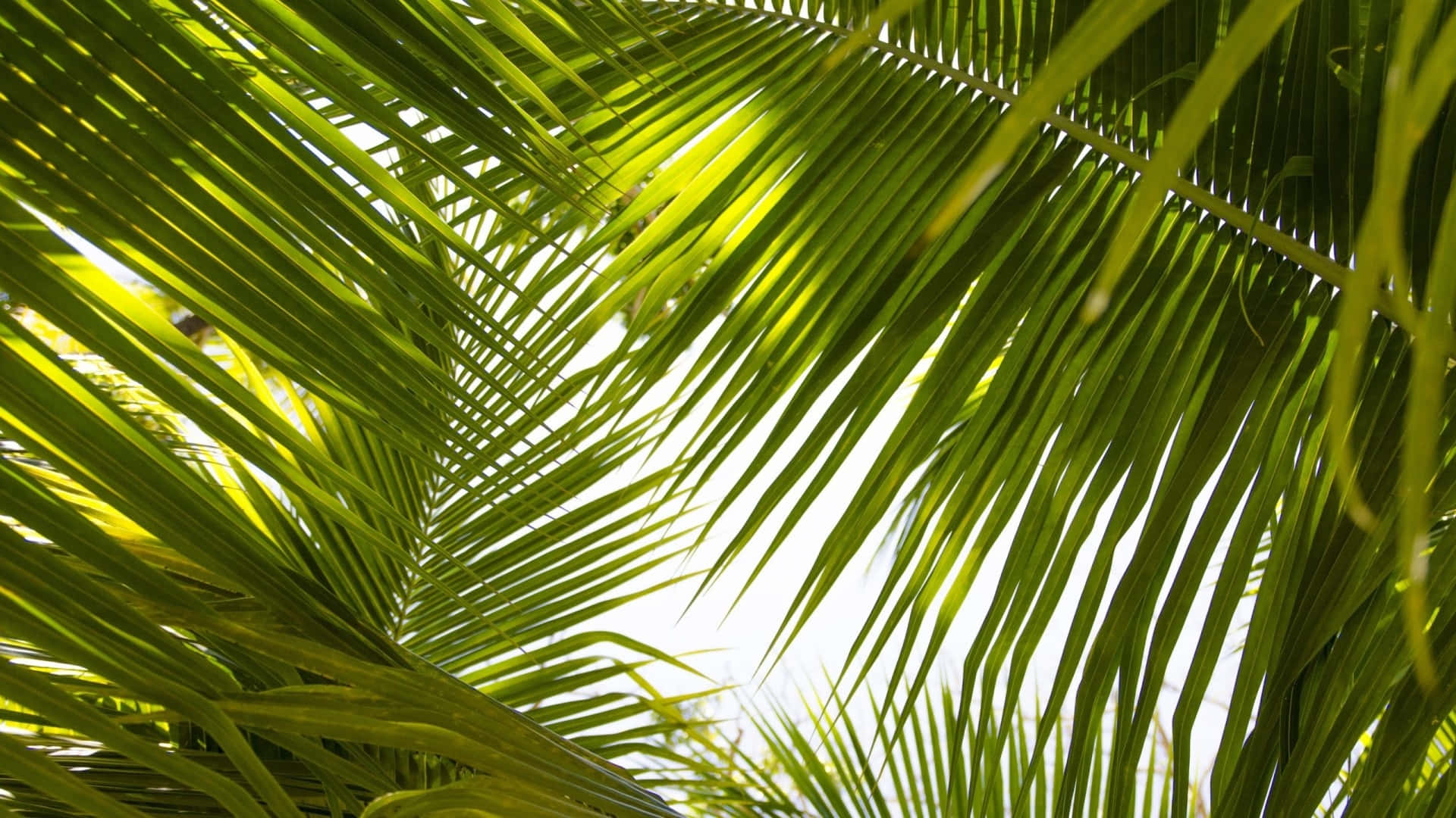 Green Tropical Leaves Against A Blue Sky. Background