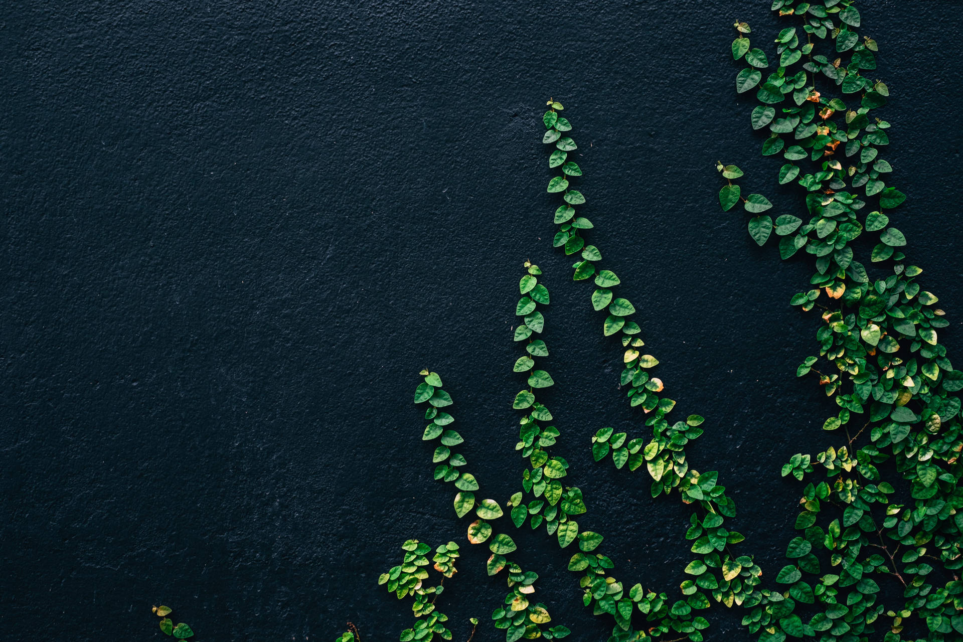 Green Vine Leaves Plant 4k Background Background