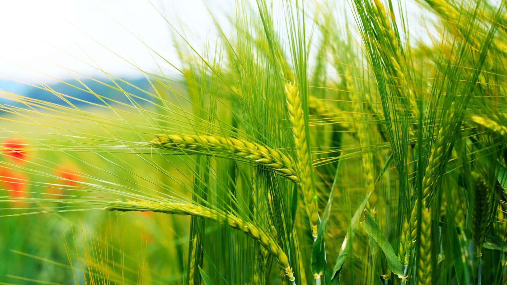 Green Wheat Field Closeup