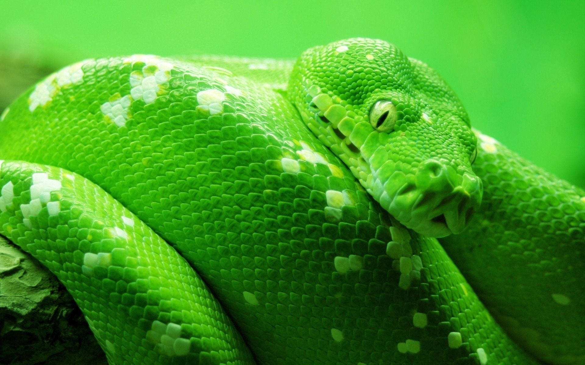Green White Spotted Snake Background