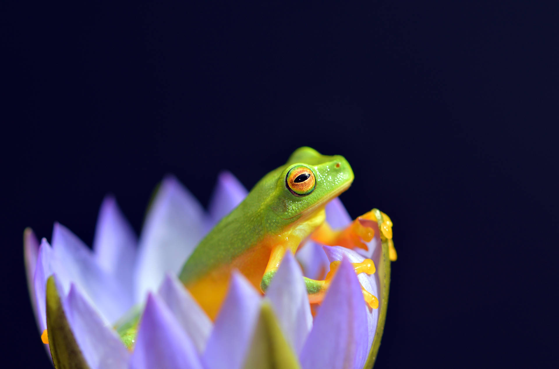 Green Yellow Frog On Flower Background
