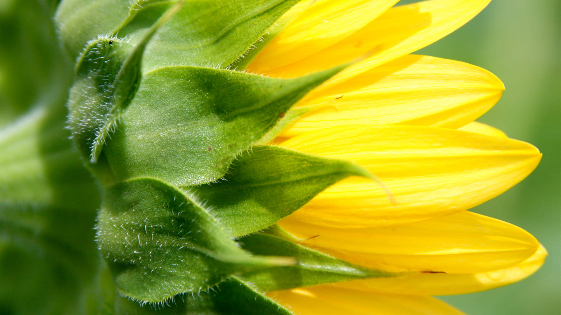 Green Yellow Sunflower Laptop