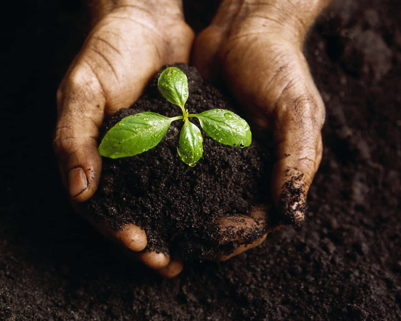 Green Young Plant With Black Soil Background