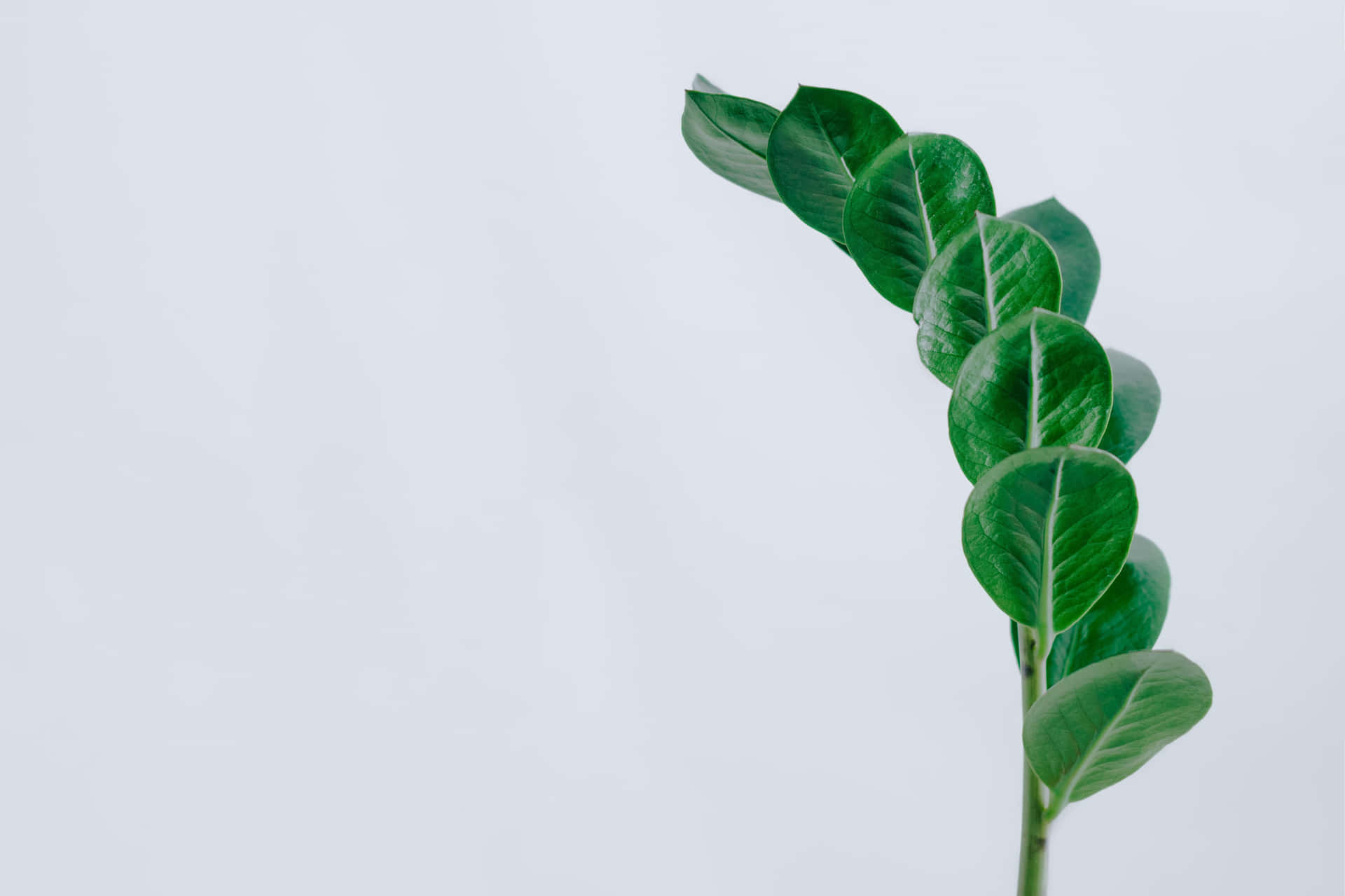 Green Zz Leaves Minimalist Plant Desktop Background