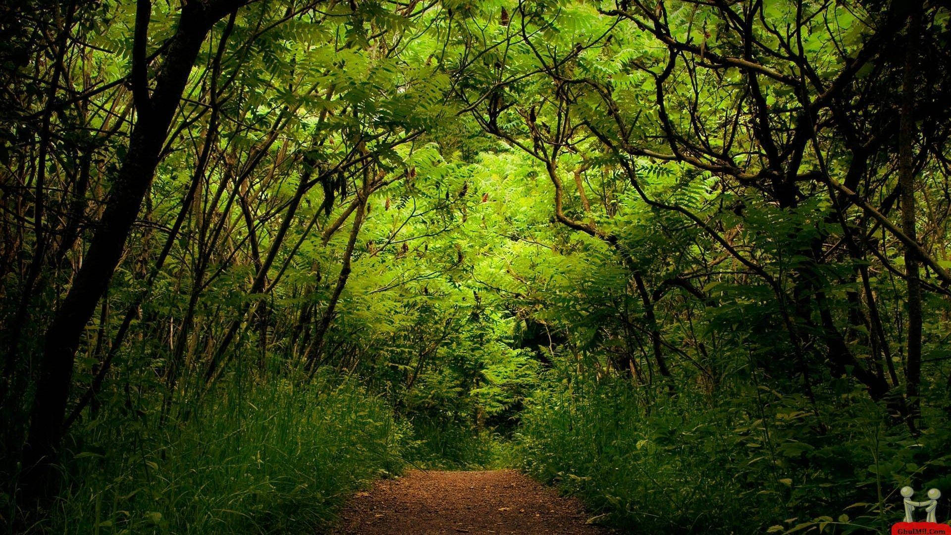 Greenery Forest Canopy Background