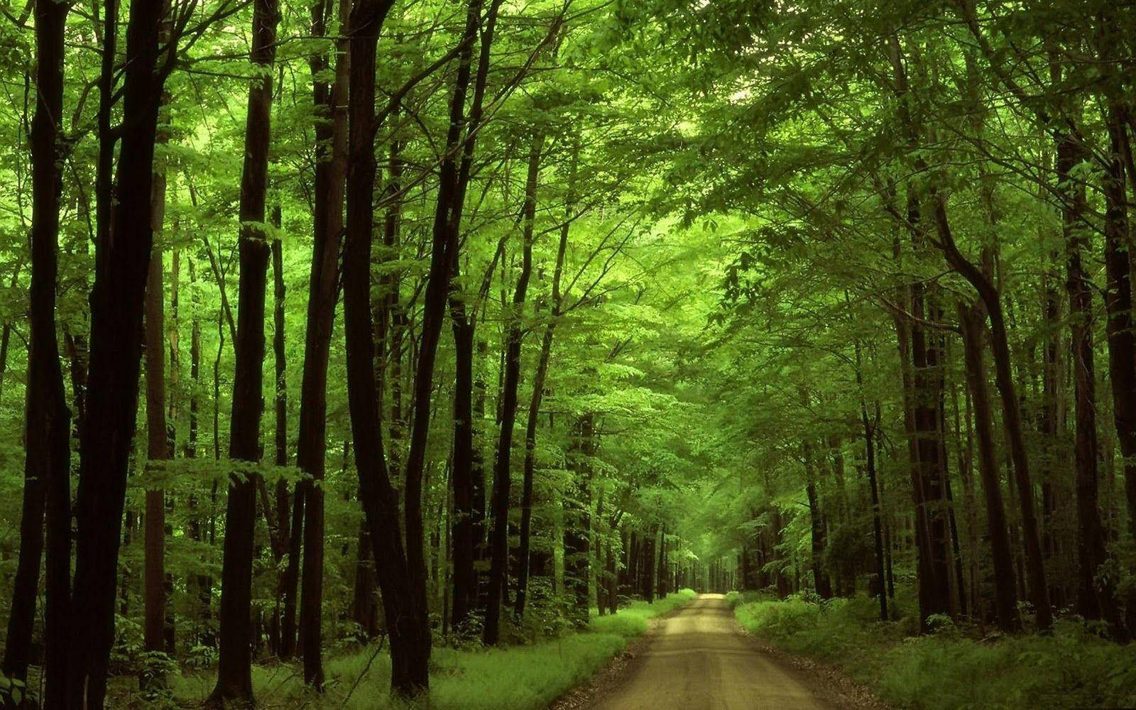 Greenery Forest Road