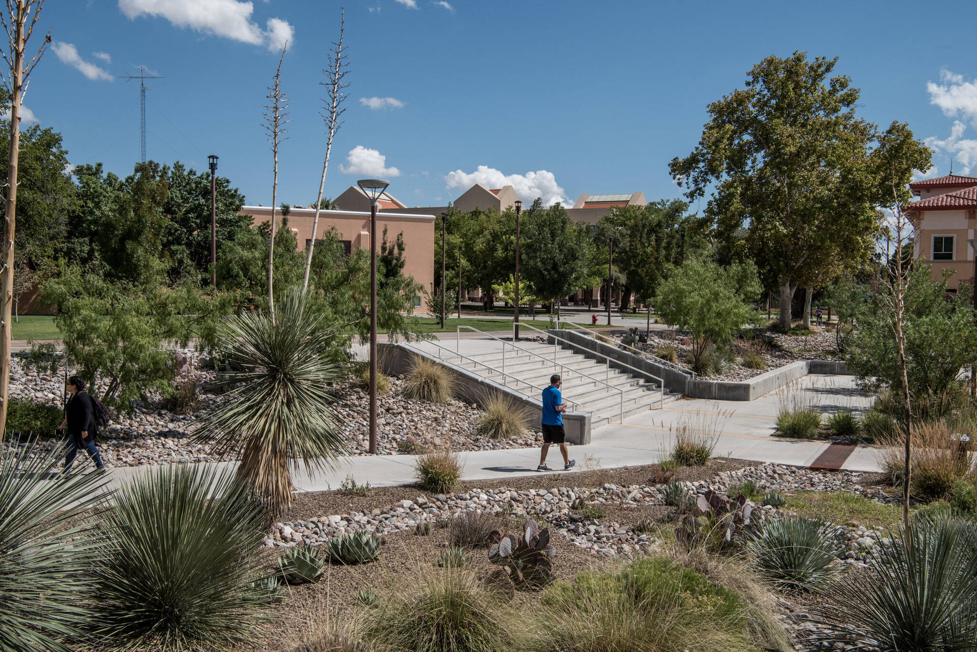 Greenery In University Of New Mexico Background