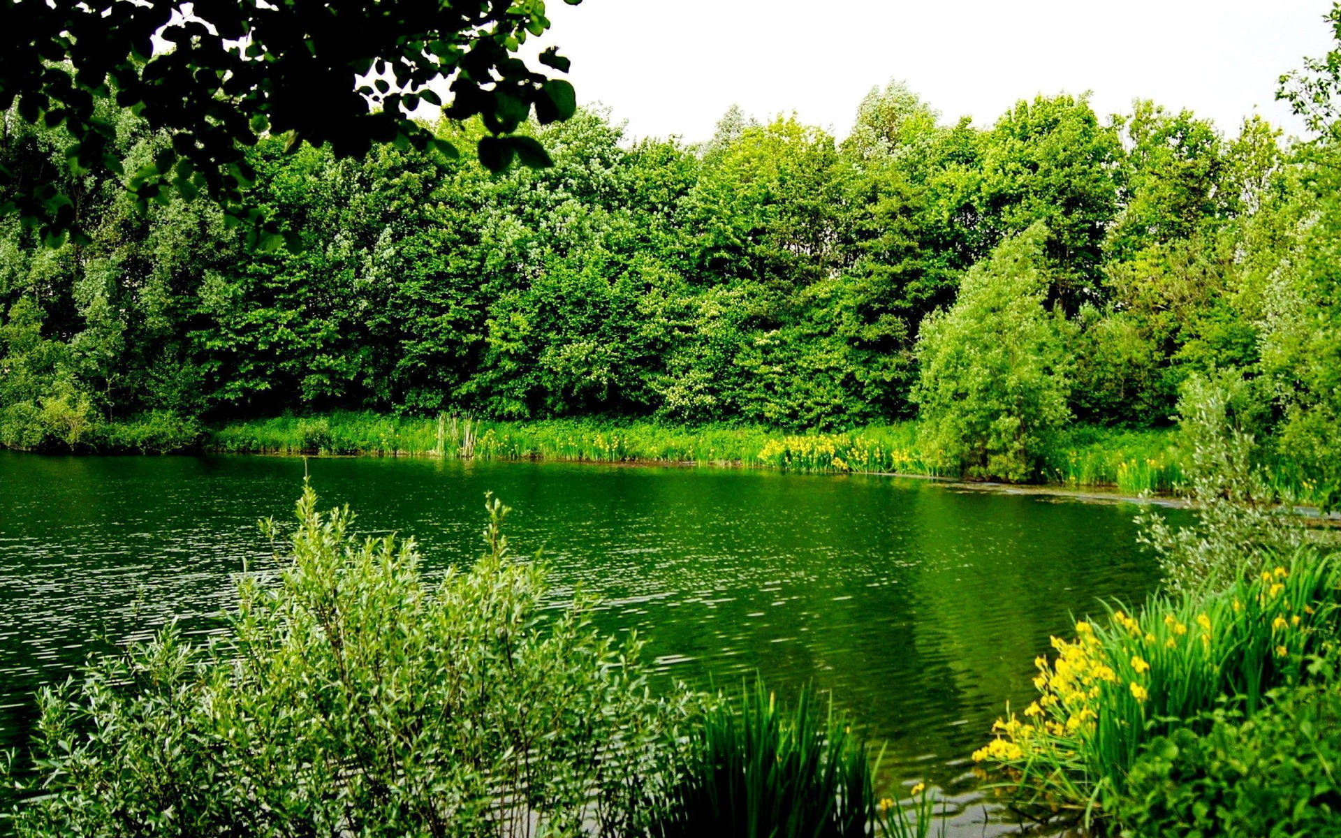 Greenery Surrounding Lake Background