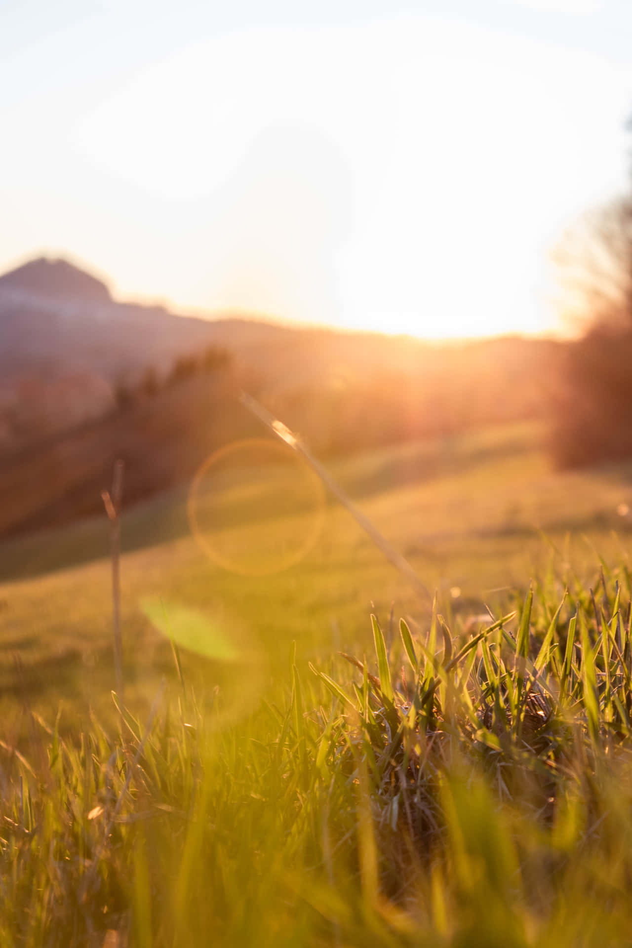 Greenfield With Sun Rays Background