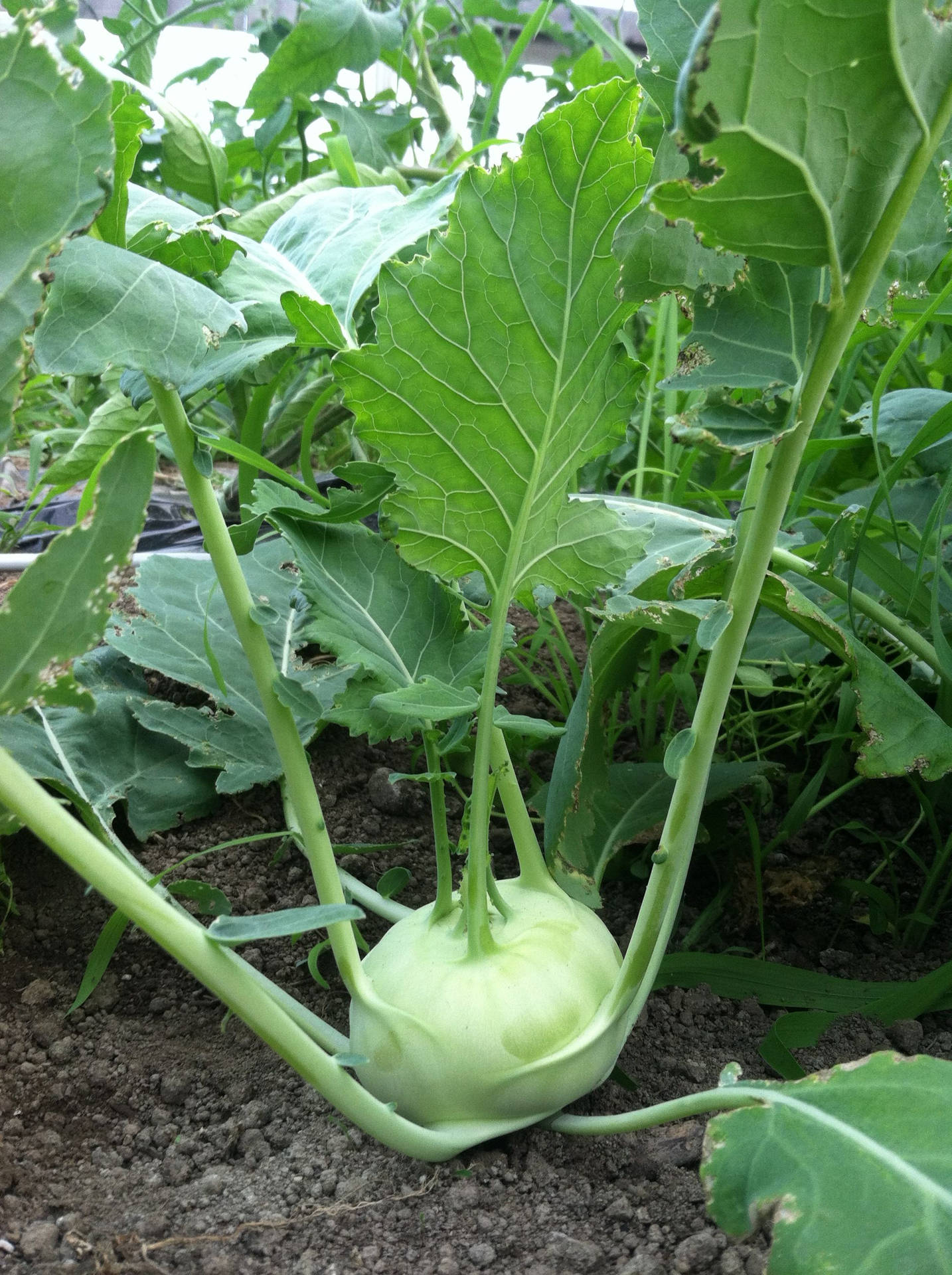 Greenish Kohlrabi Plant Background