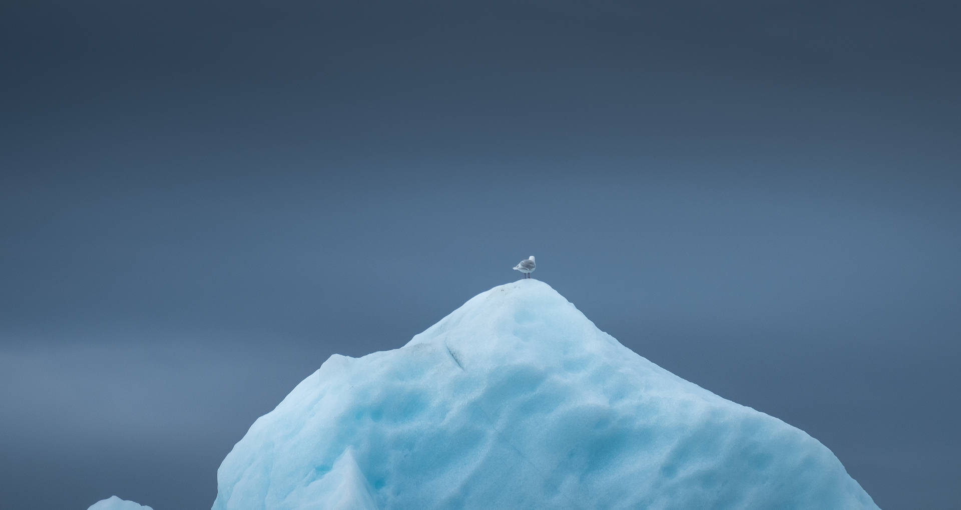 Greenland Iceberg With Sea Bird Background