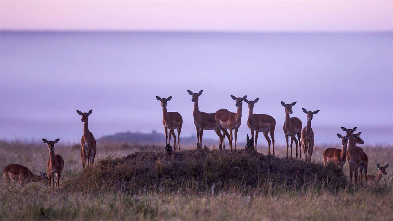 Gregarious Deers In Grassy Land Background