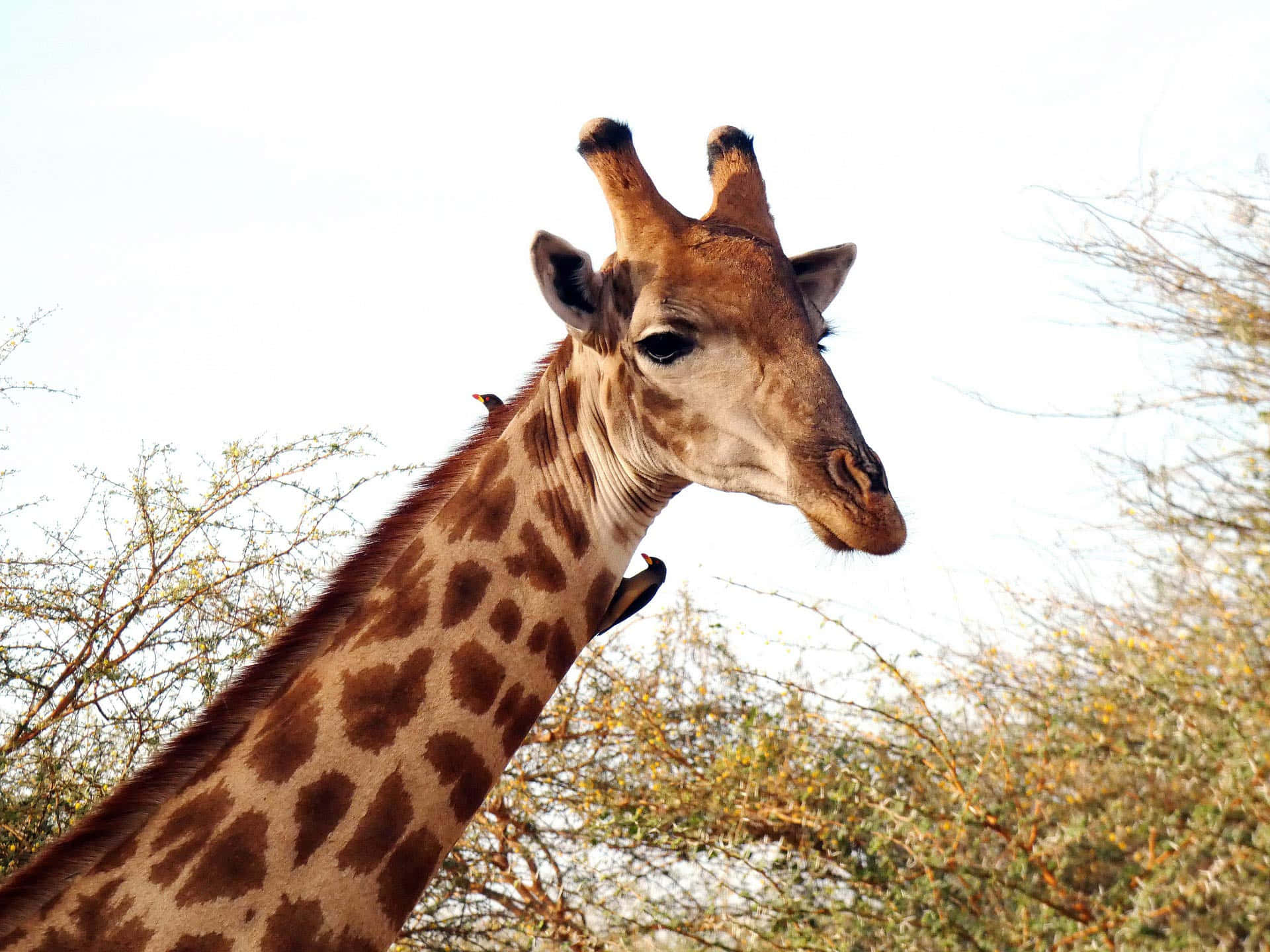 Gregarious Giraffe Closer Look Background