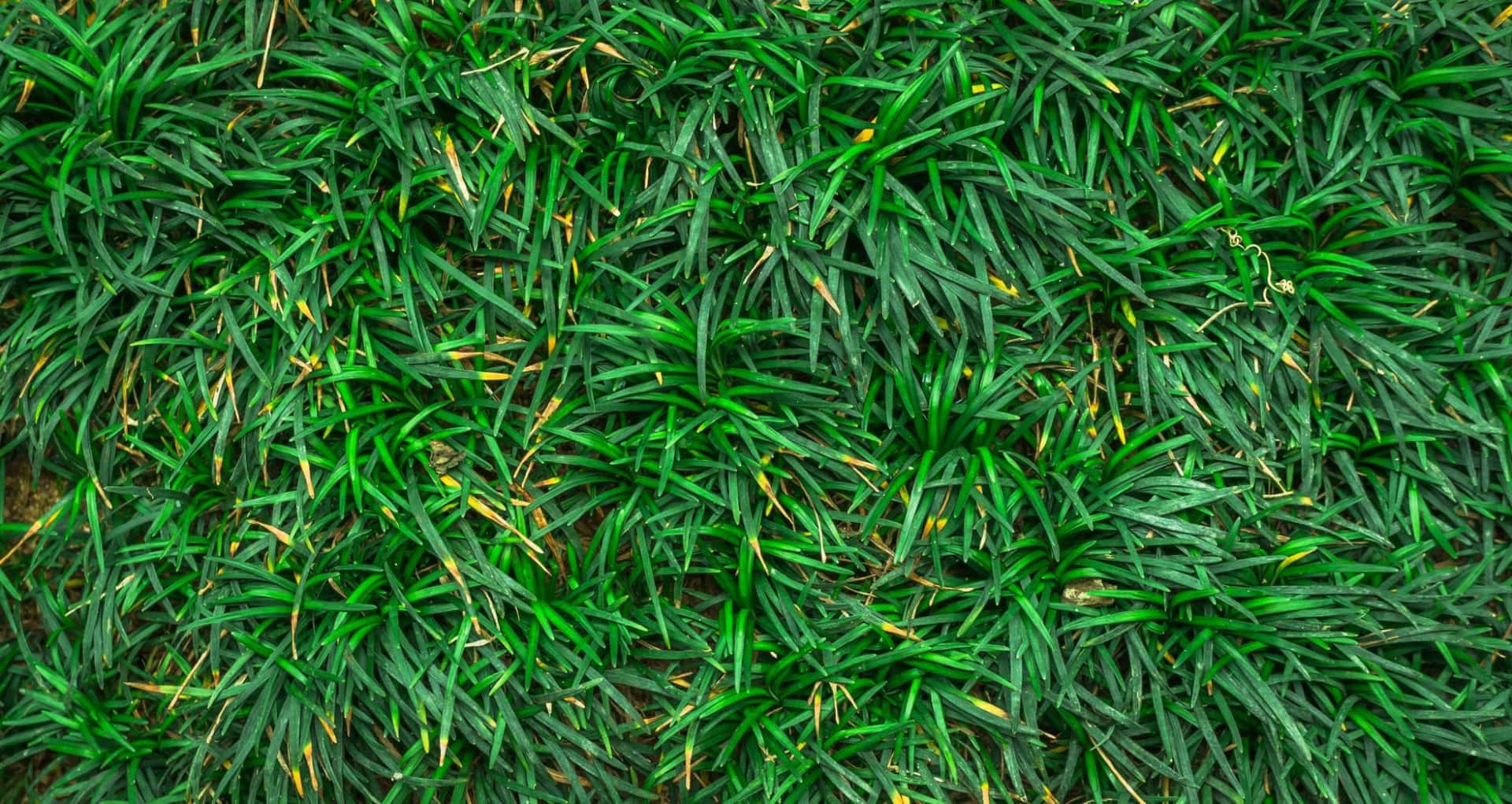 Gregarious Grass Texture Background