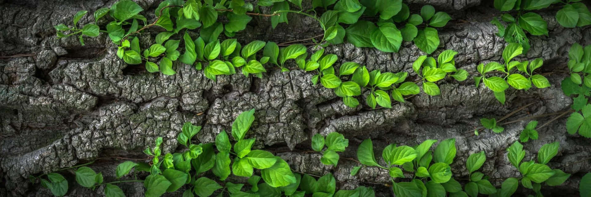 Gregarious Green Leaves Landscape Background
