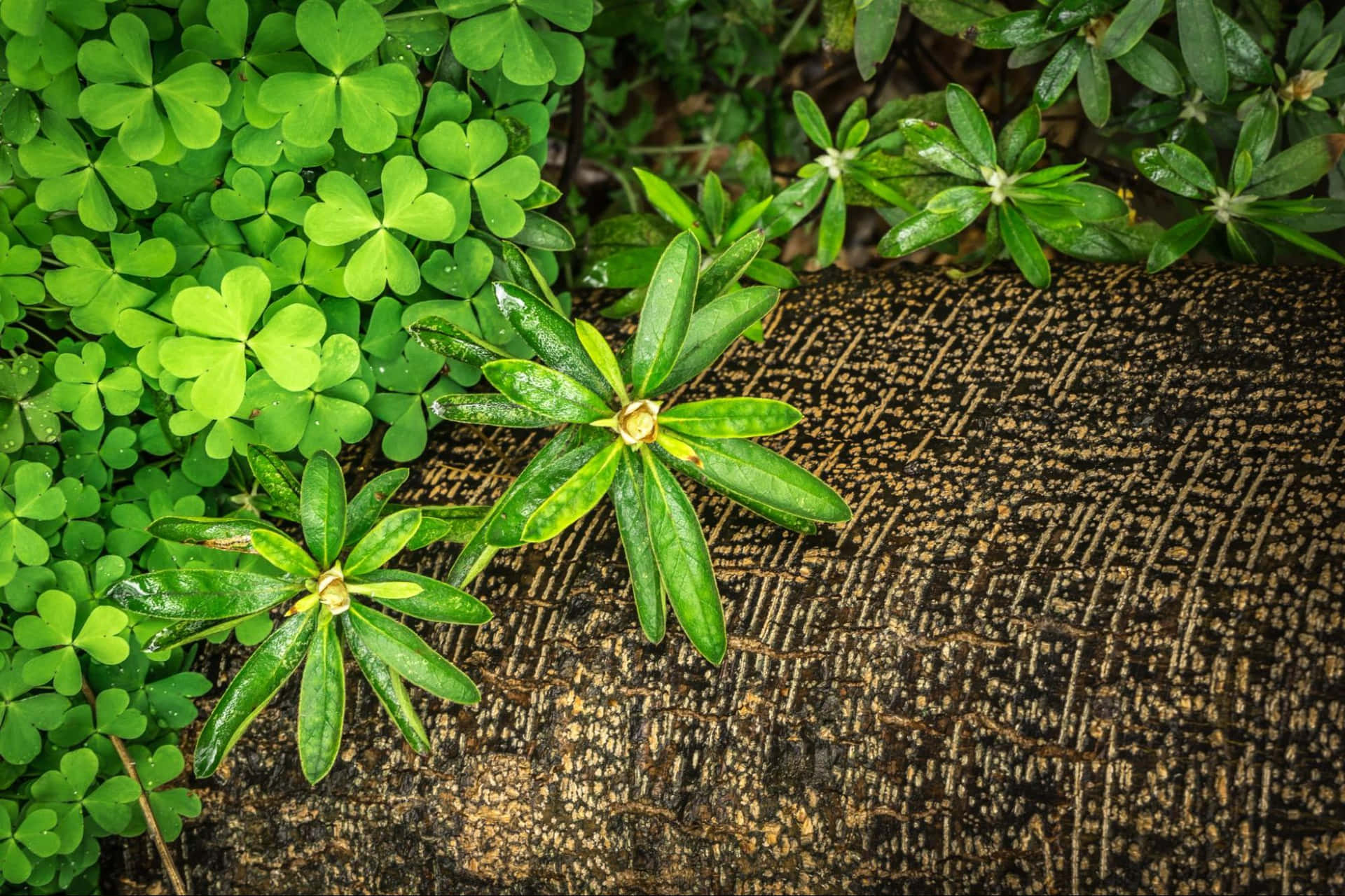 Gregarious Green Leaves Background