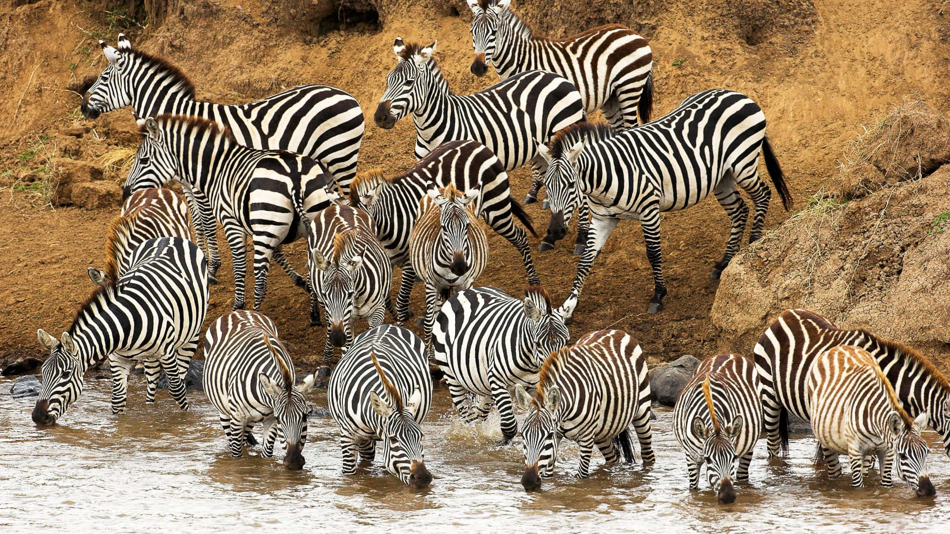 Gregarious Zebras In One Frame Background
