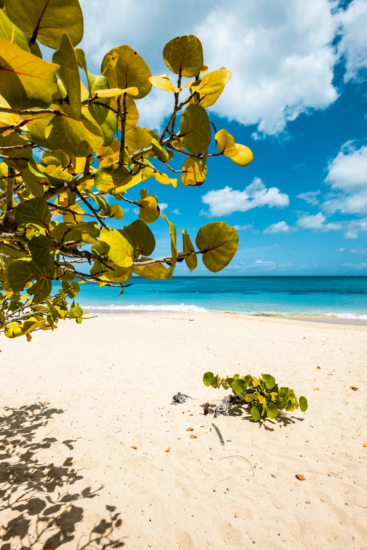 Grenada Beach Tropical Plants Background