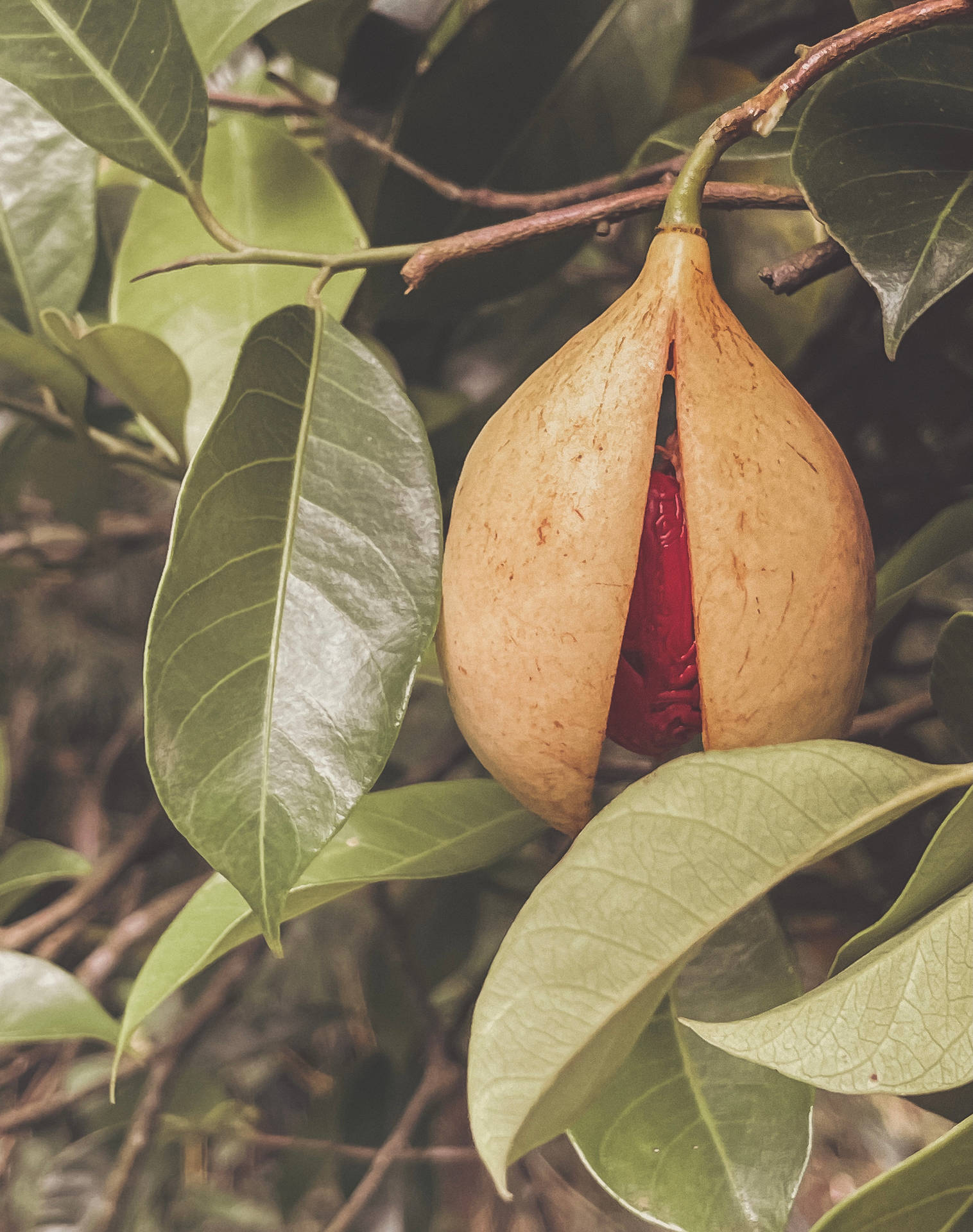 Grenada Nutmeg Fruit Background