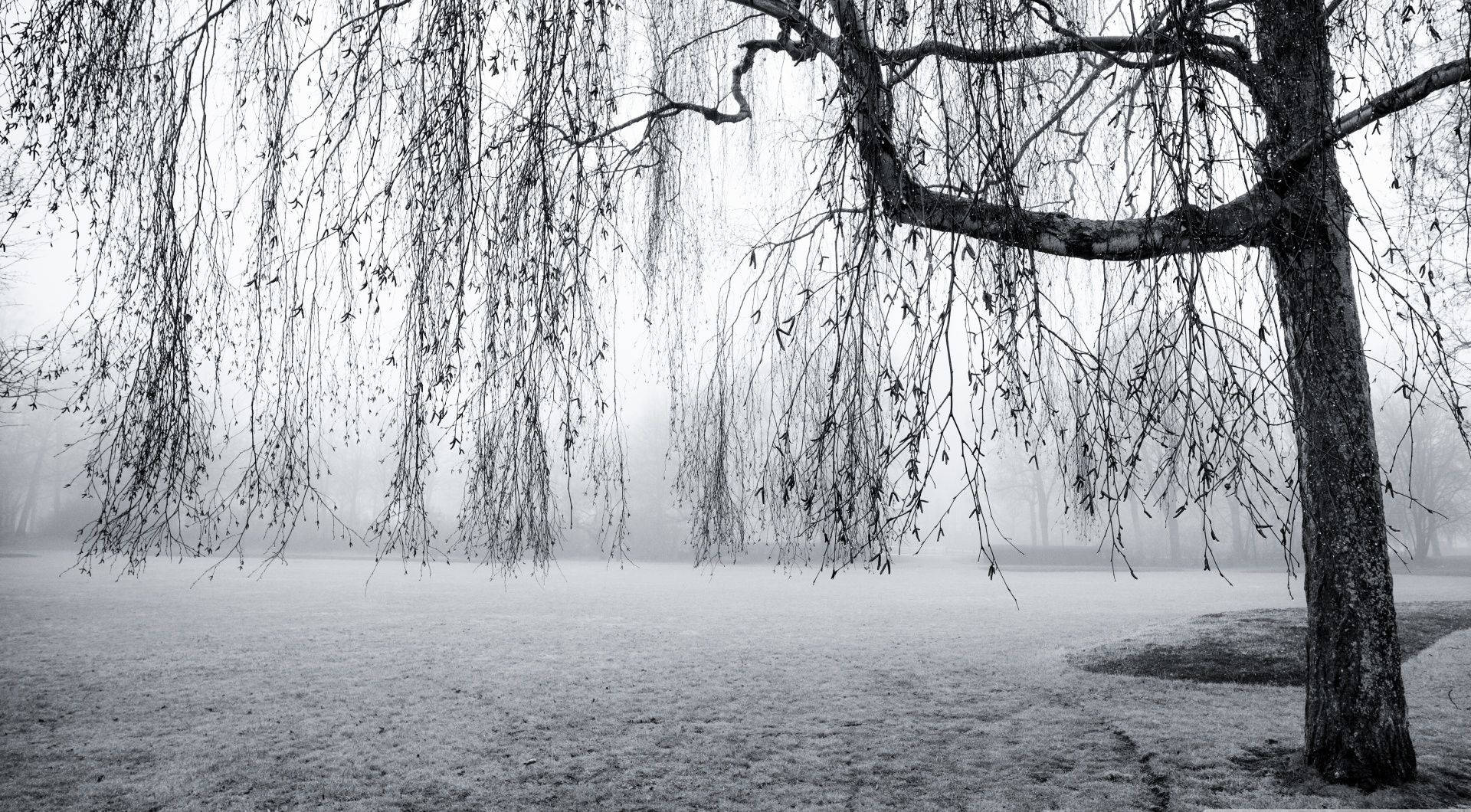 Grey Aesthetic Tree Background