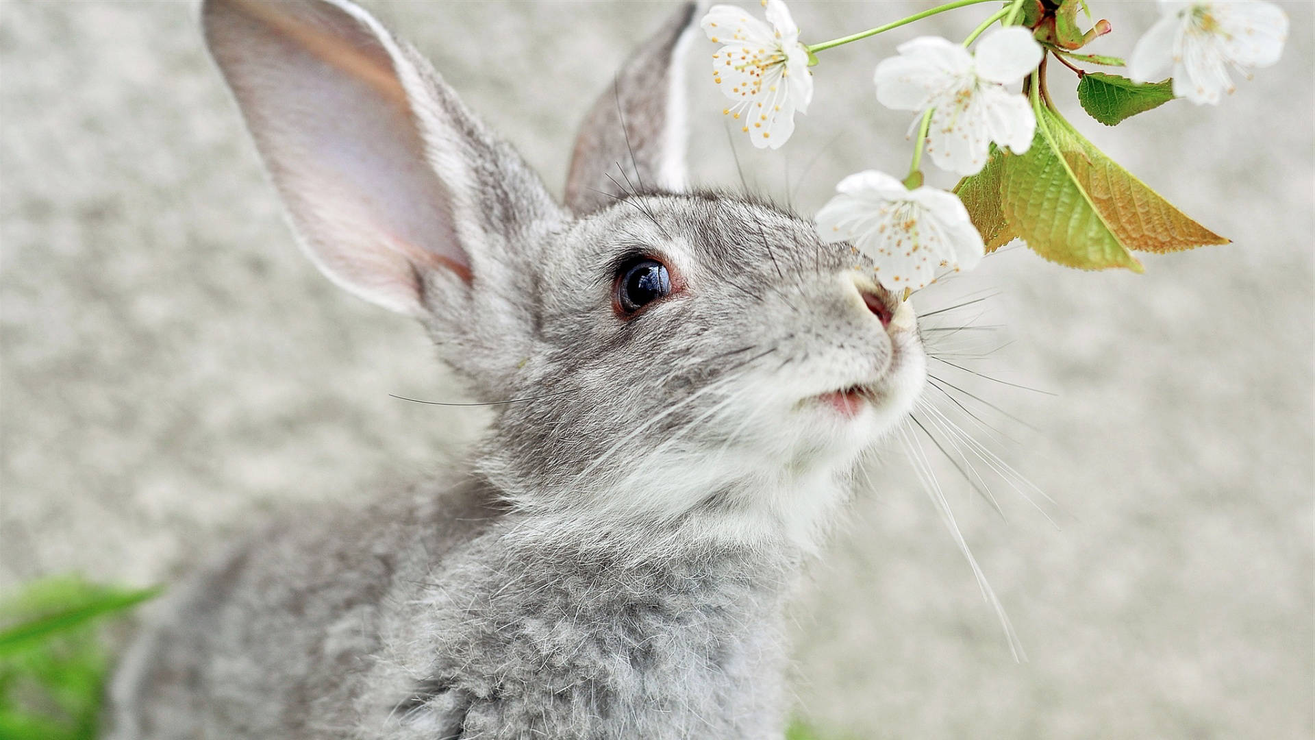 Grey Baby Bunny Sniffing Flower