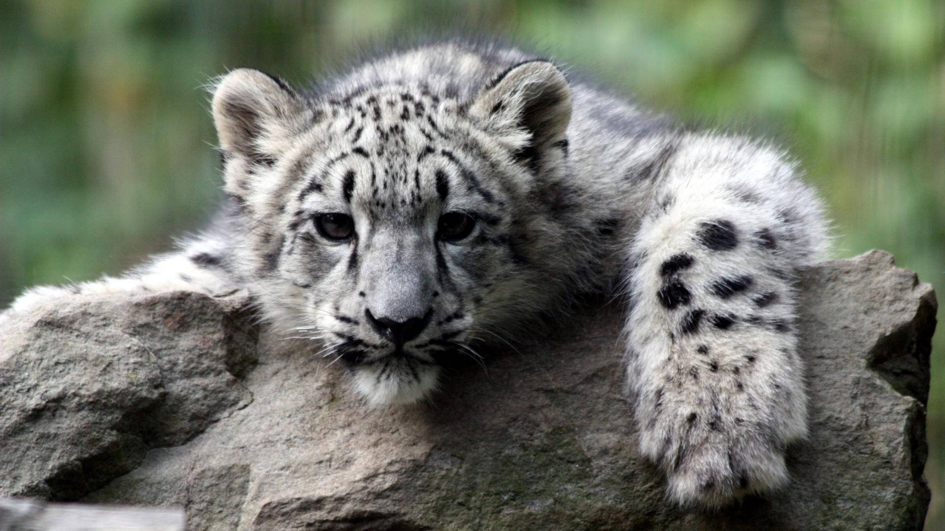 Grey Baby Tiger Background