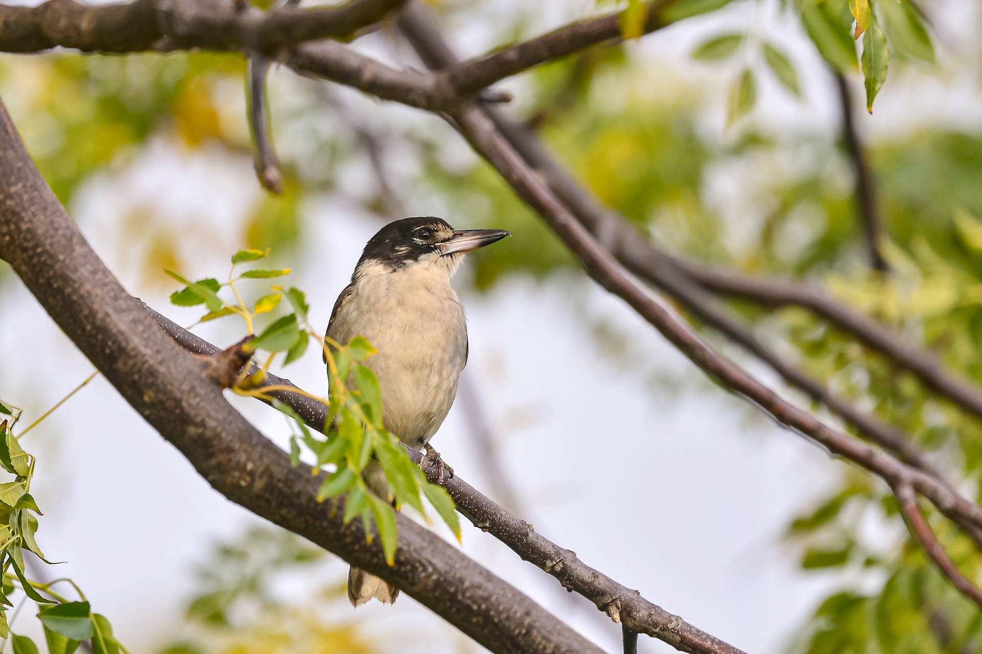 Grey Bird On Tree Branch Background