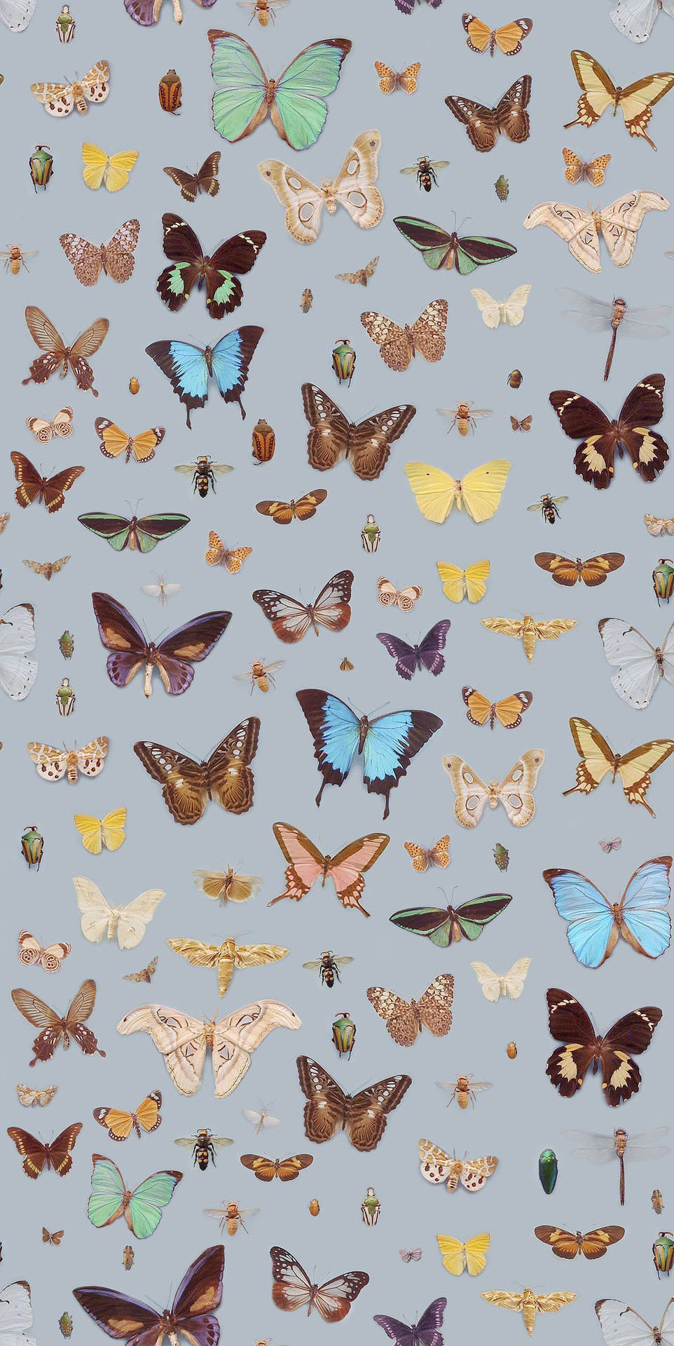 Grey Butterfly Aesthetic Background