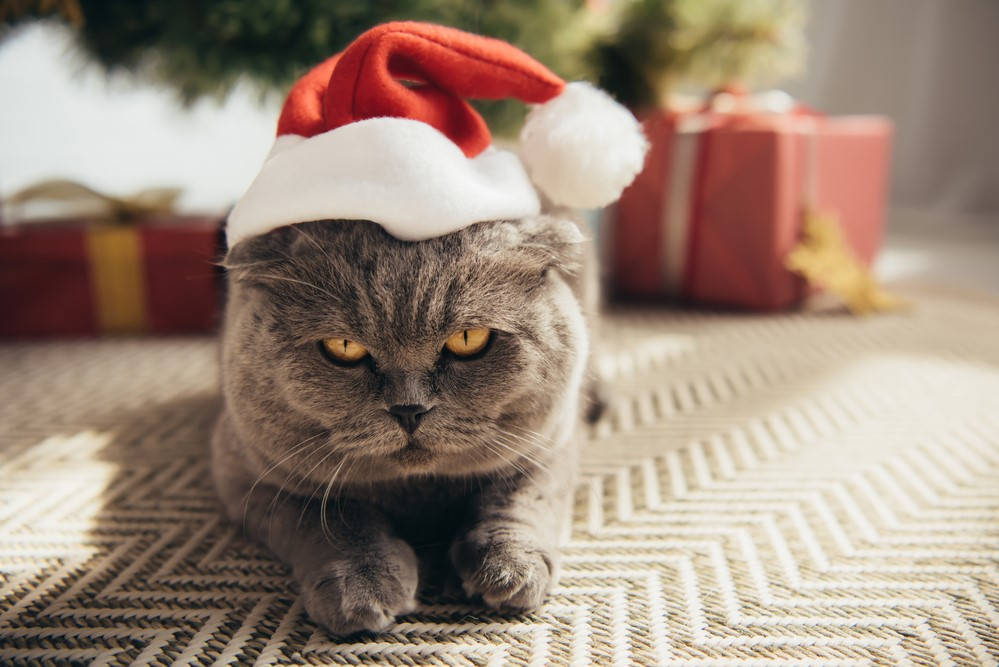 Grey Cat Christmas Present Background