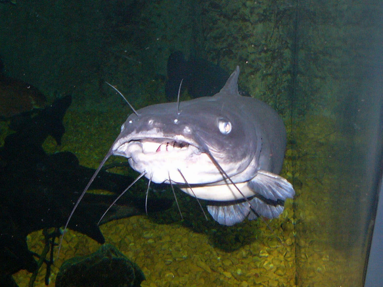 Grey Catfish Background