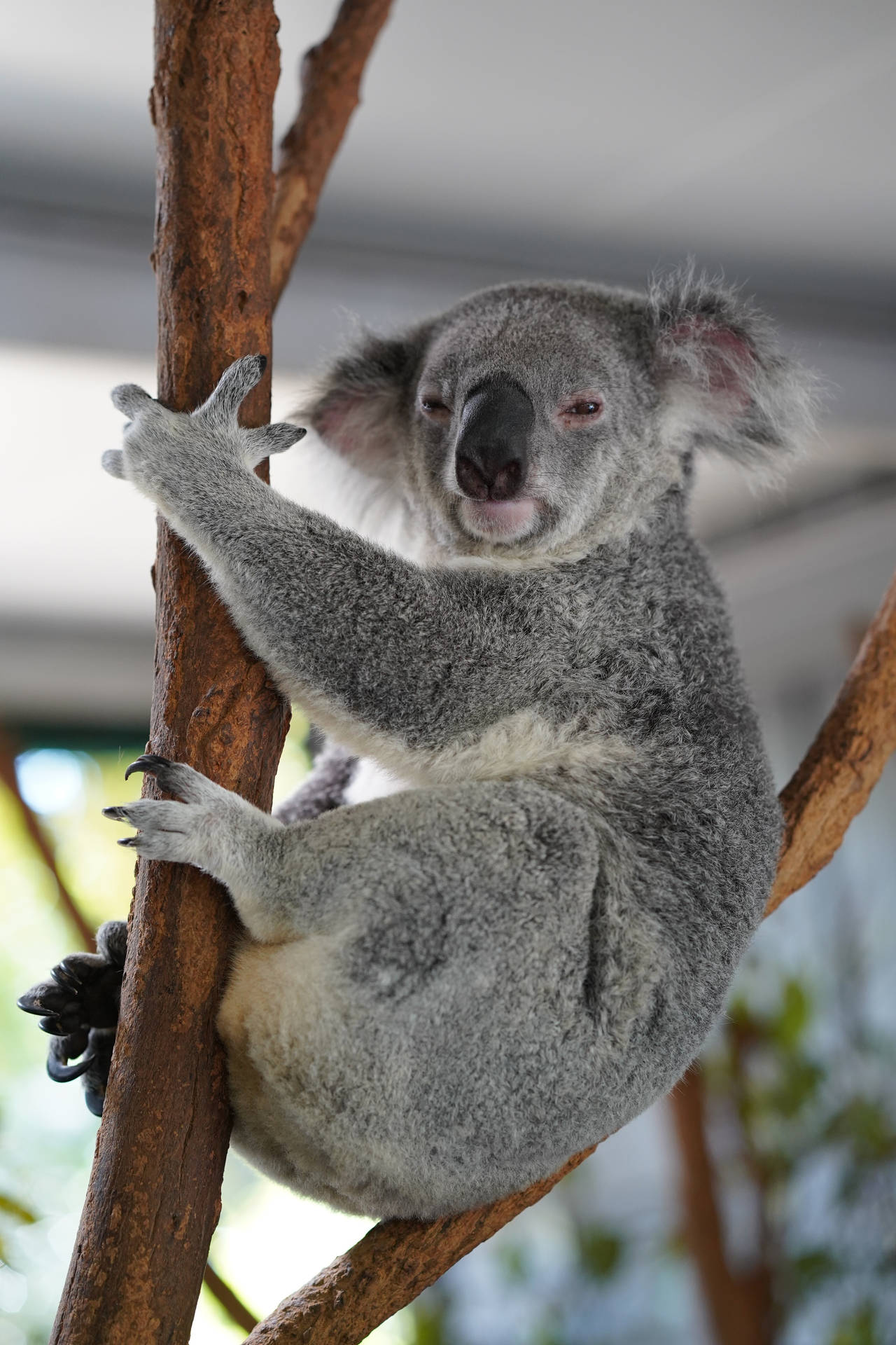Grey Chubby Koala On Branch Background