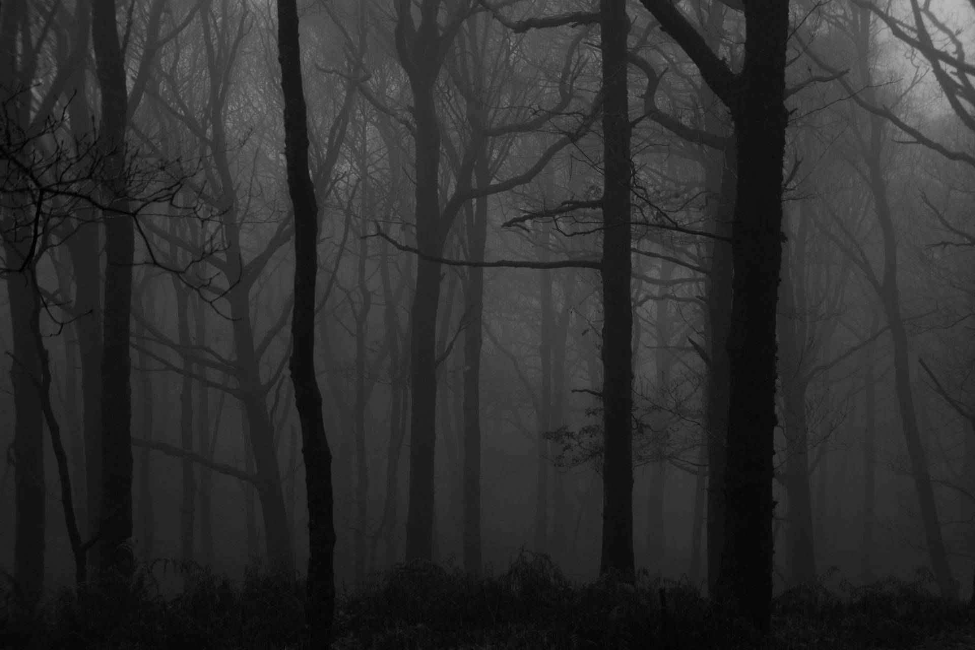 Grey Desktop Dark Forest Background