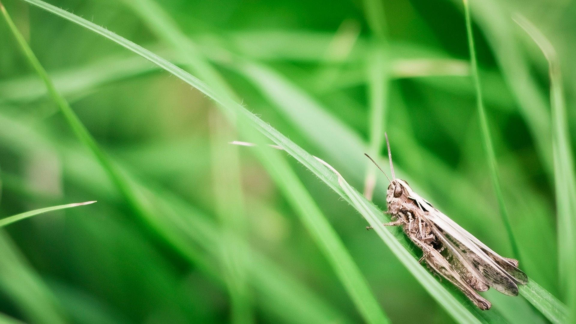 Grey Grassland Grasshopper Background