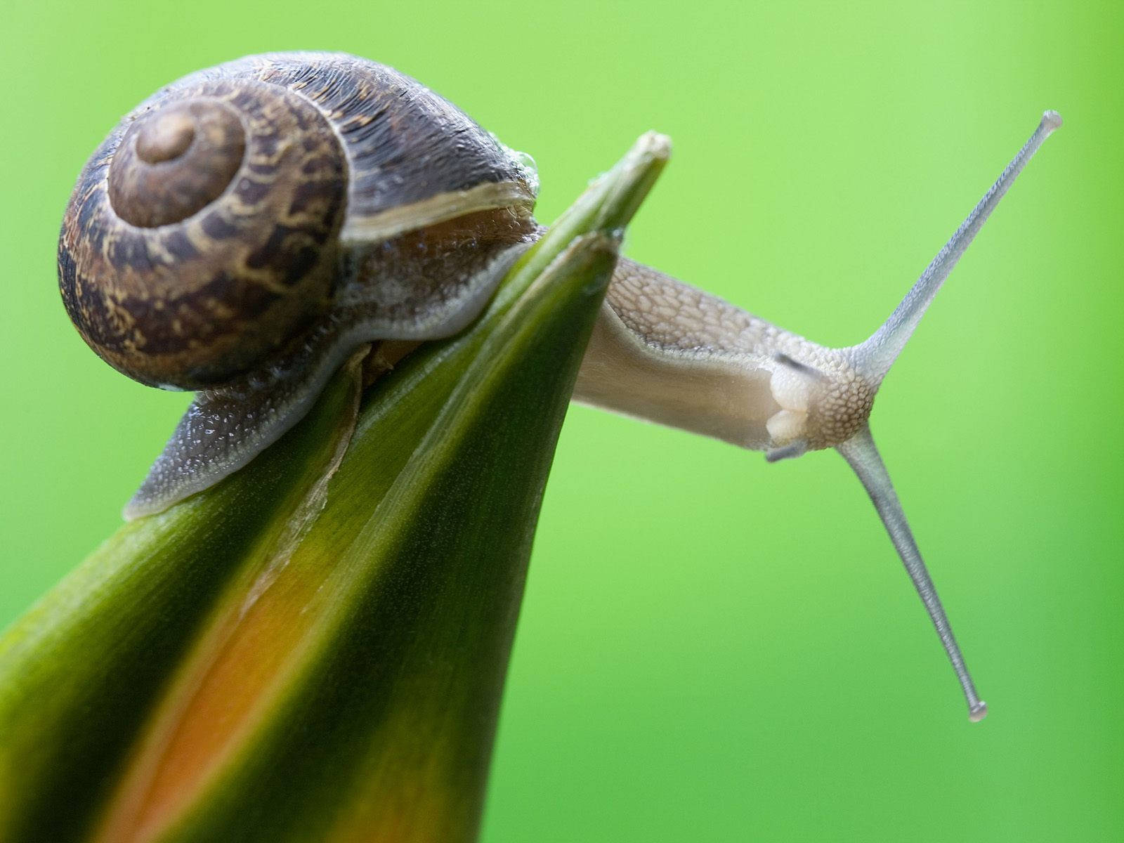 Grey-horned Snail Background